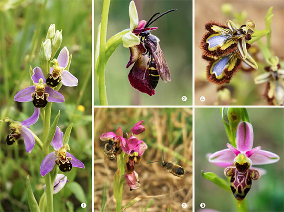 Orqudeas Ophrys: trampantojos para abejas
